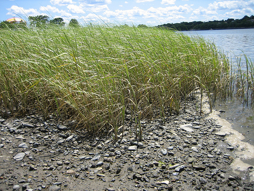 Mlalibu salt marsh