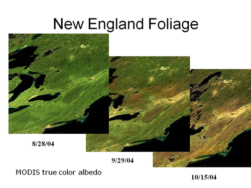 Foliage MODIS